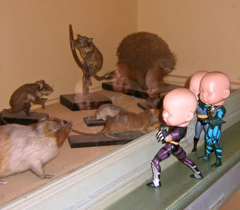 Batboys visit Vitre Castle's Cabinet of Curiosity 2007